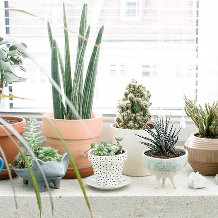 warm-and-cozy-home-plants